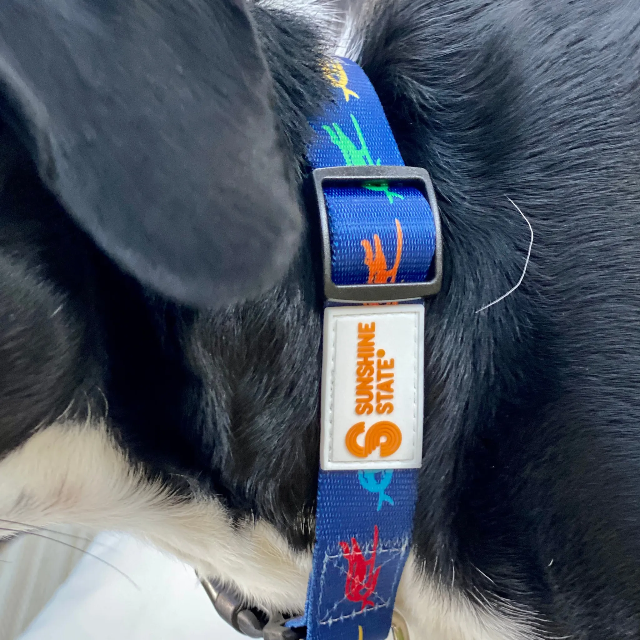 SURF GATOR PET COLLAR